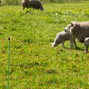 Gallagher Sheep net, double pin, 90cm, 50m
