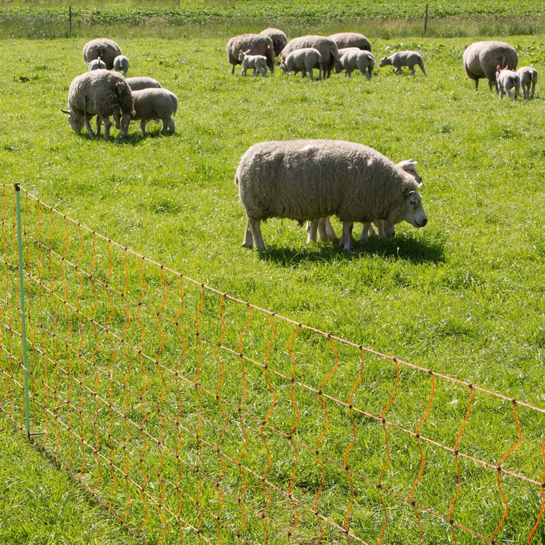 Gallagher Sheep net, double pin, 90cm, 50m