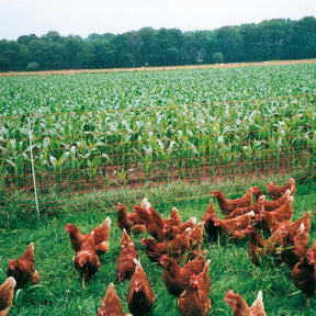 Gallagher Poultry netting, single pin, 112cm, 50m