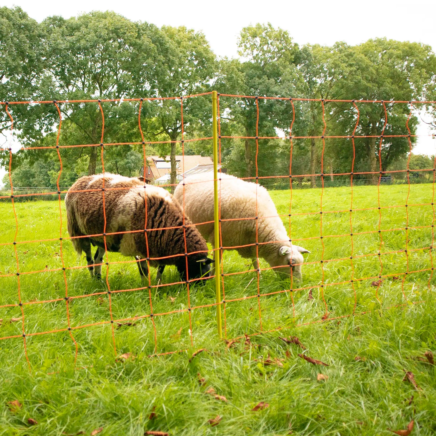 Gallagher Sheep Netting, Orange 90/1-14/Y-50m