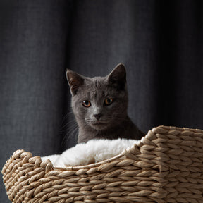 The Bungalow Cat Tree