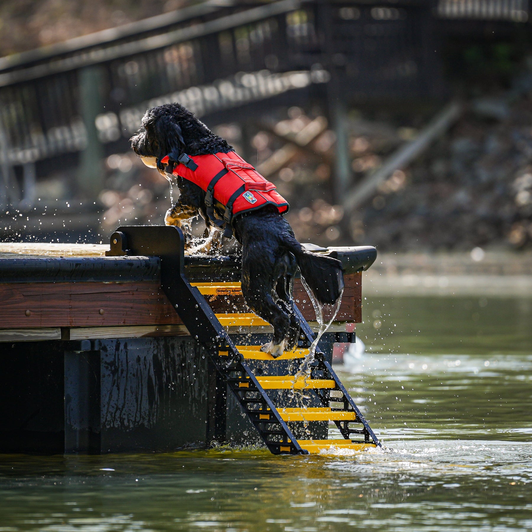 Dock Dog Ladder