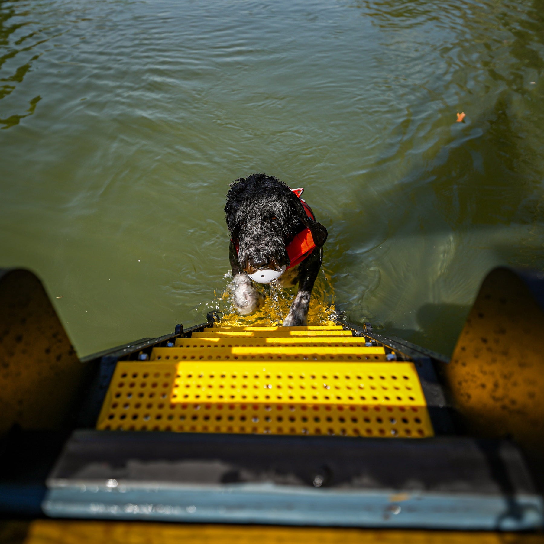 Dock Dog Ladder