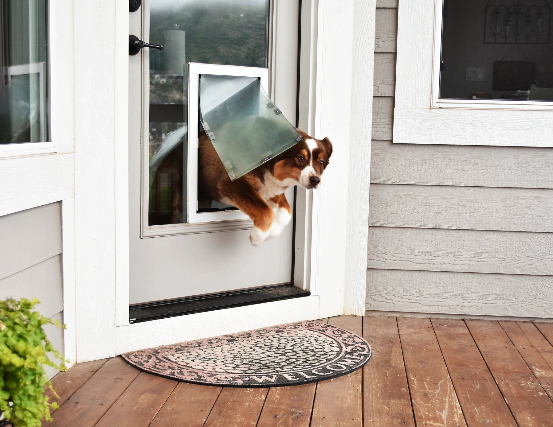 In-Glass Dog Door