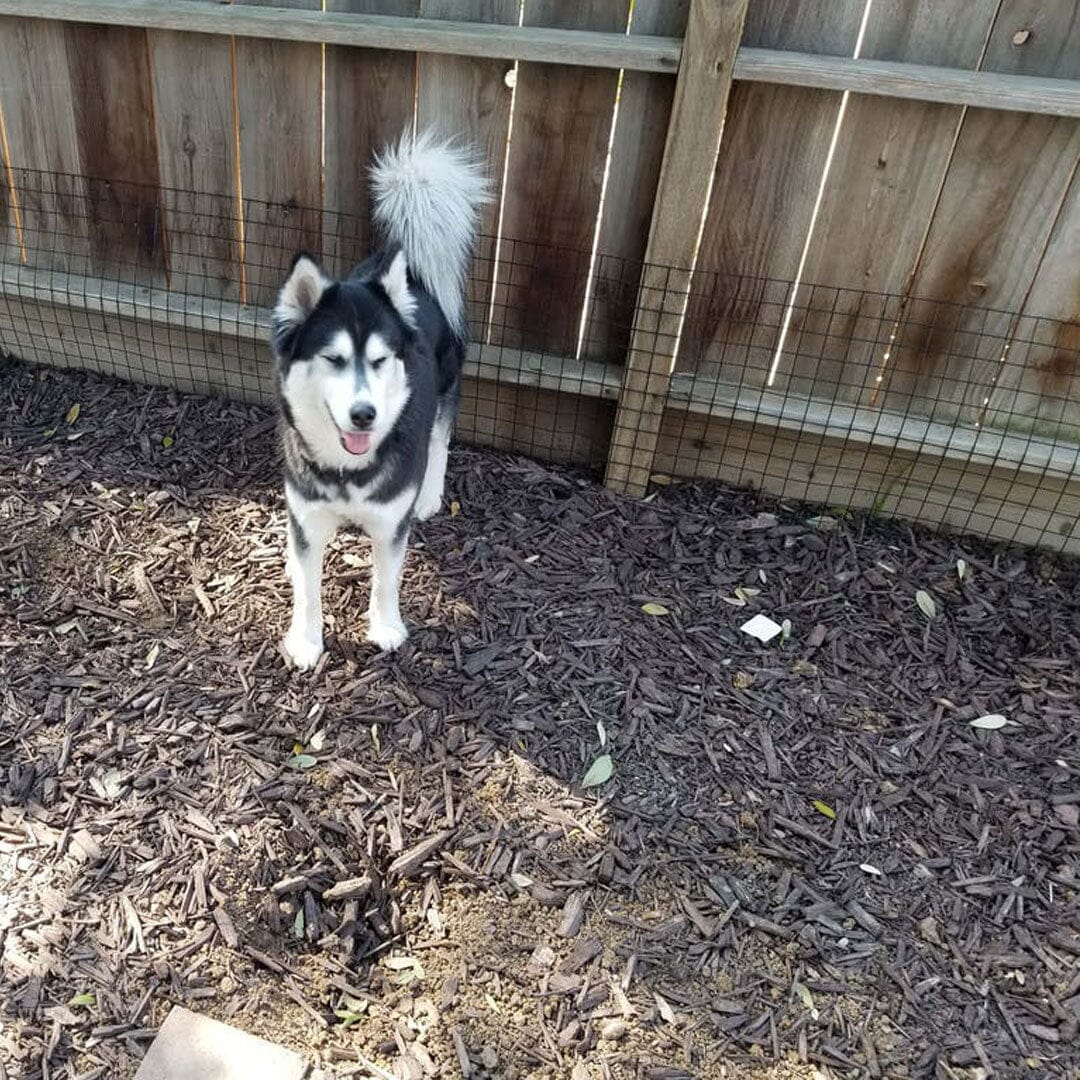 Dig Proofer Kit ⏤ No-Dig Dog Fence