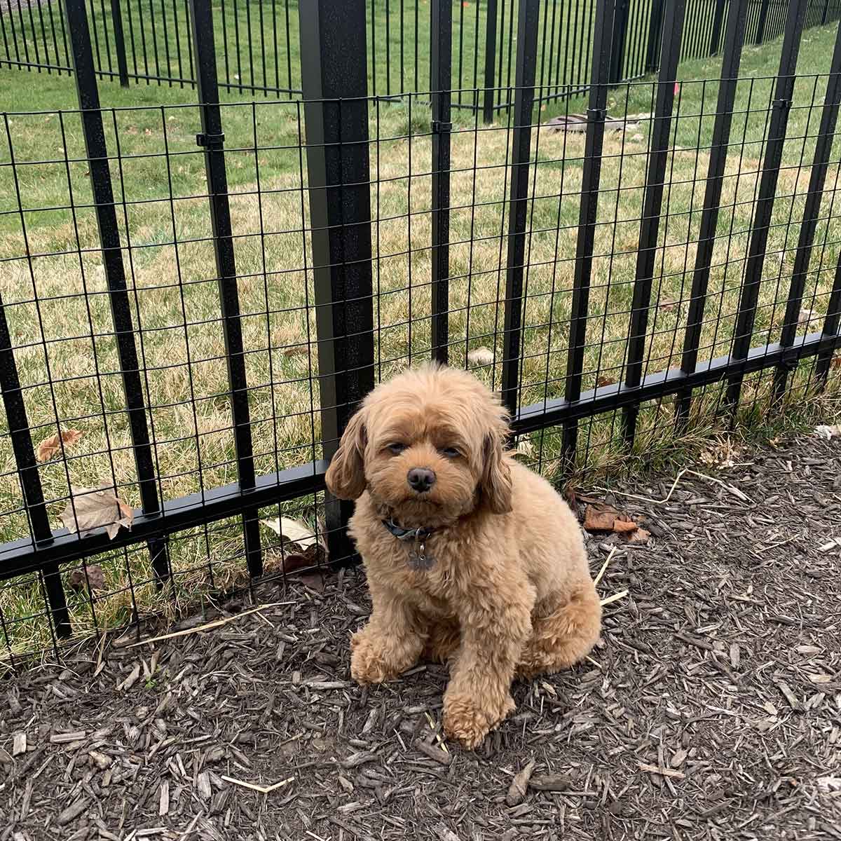 Wide Gap Barrier Dog Fence Kit