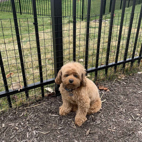Wide Gap Barrier Dog Fence Kit
