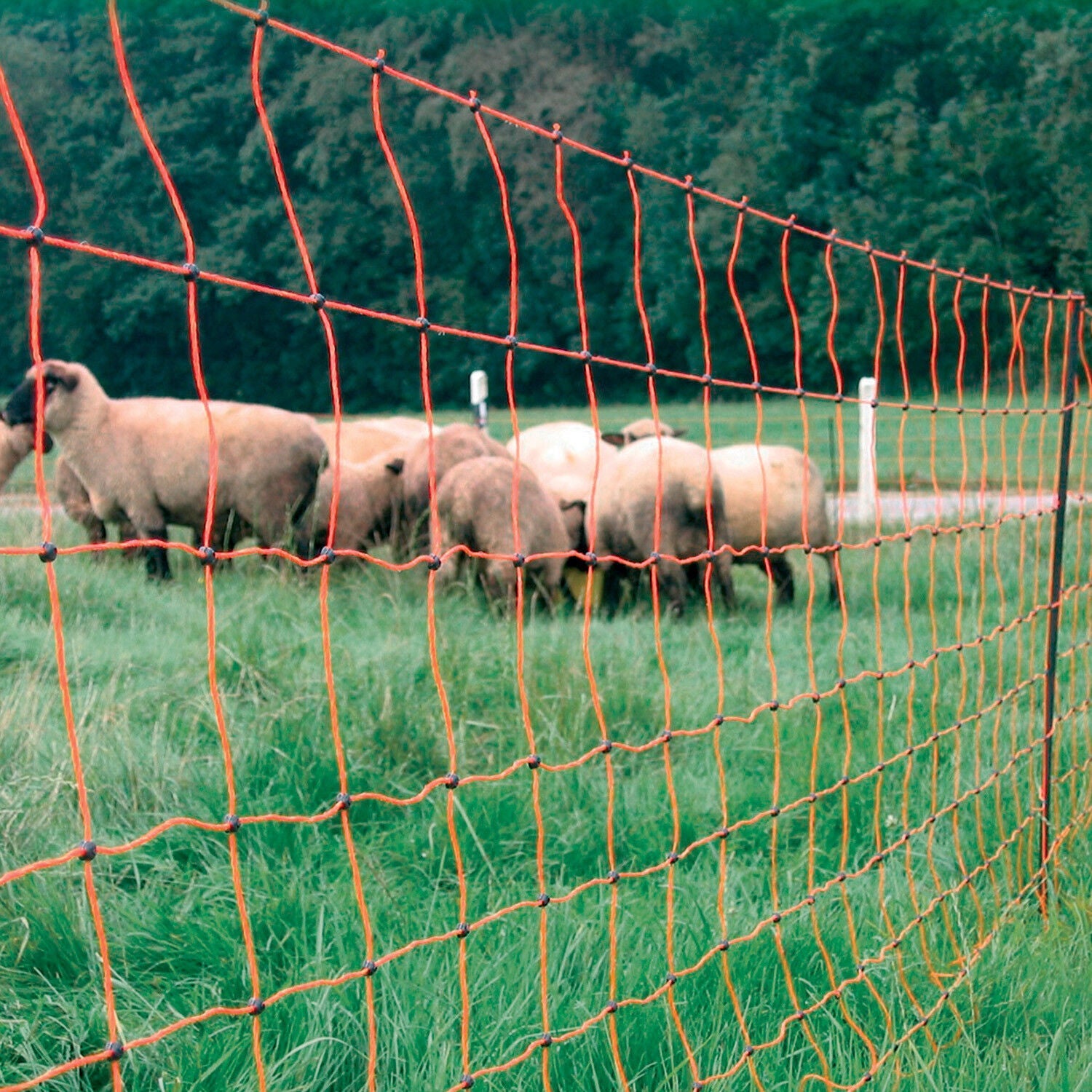 Gallagher Sheep Netting 90cmx50m Electric Fencing Net Fence Orange 90/2-14/Y-50m