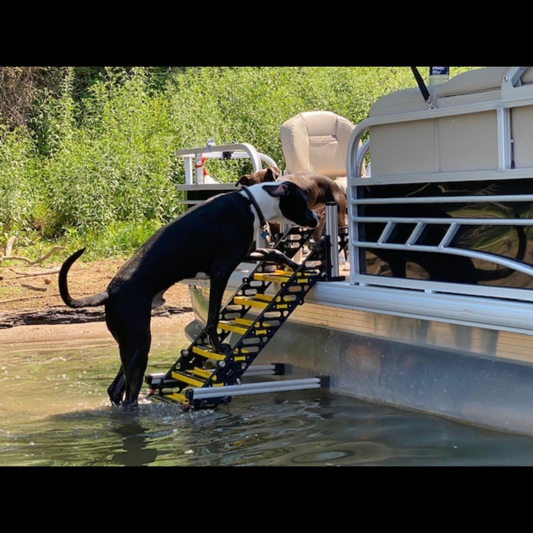 Pontoon Boat Dog Ladder