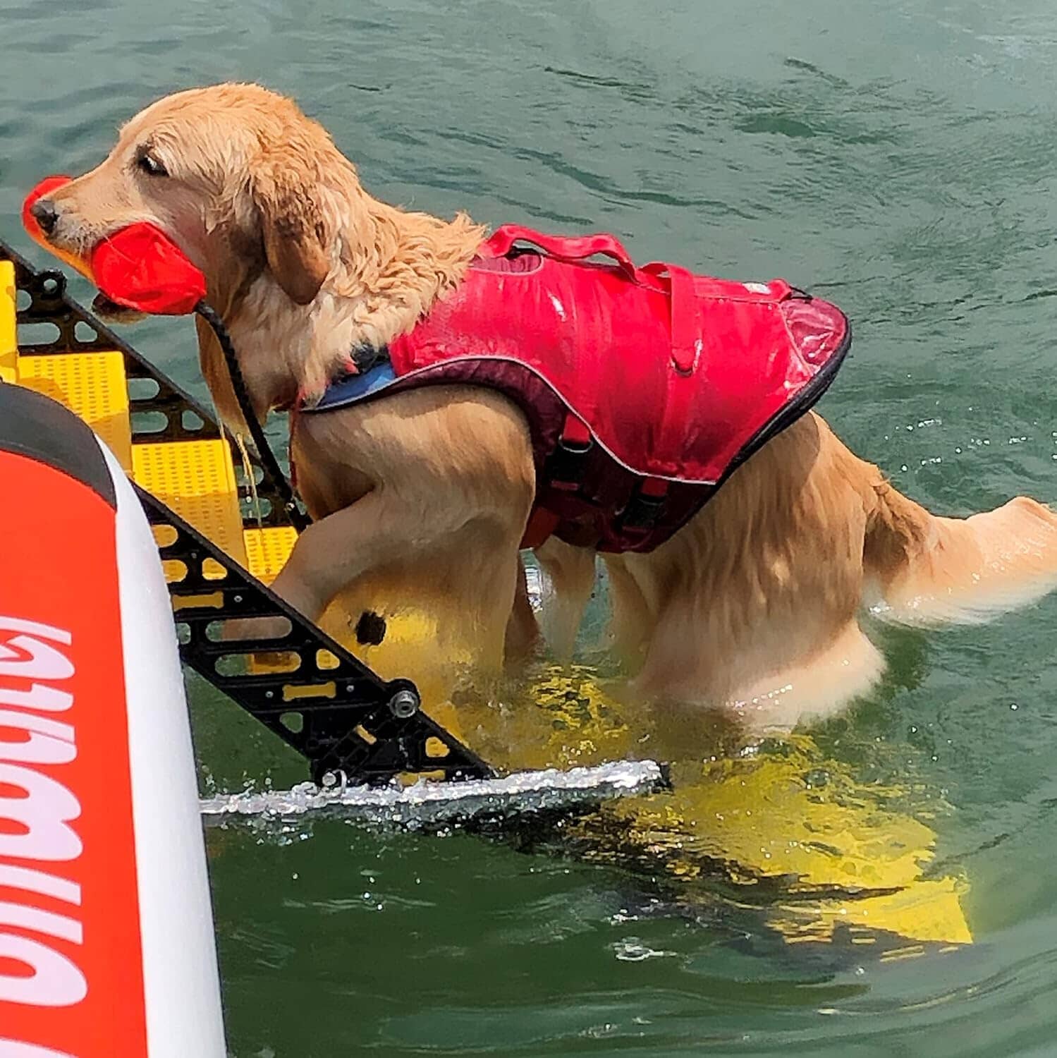 Pontoon Boat Dog Ladder