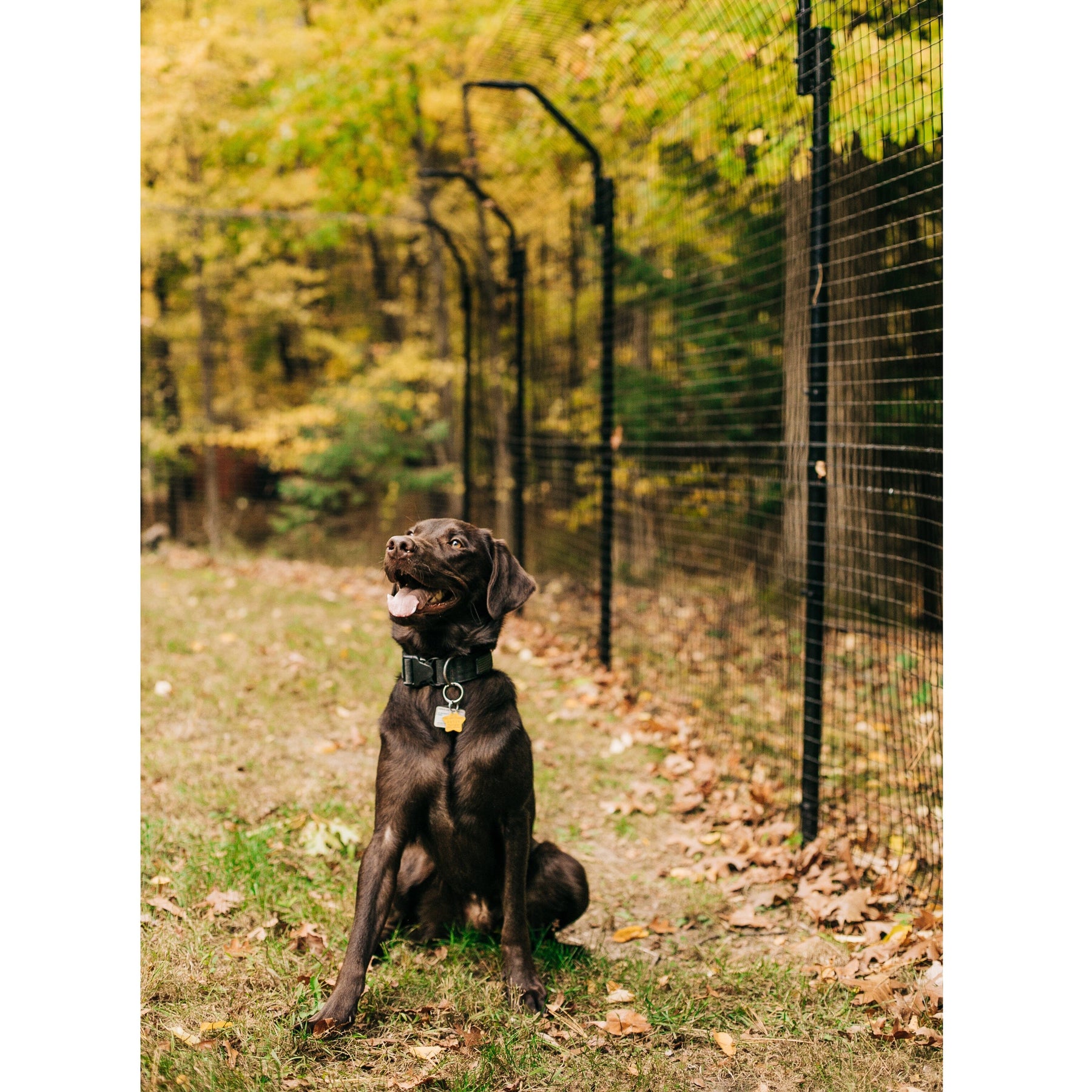 Freestanding DIY Dog Fence System