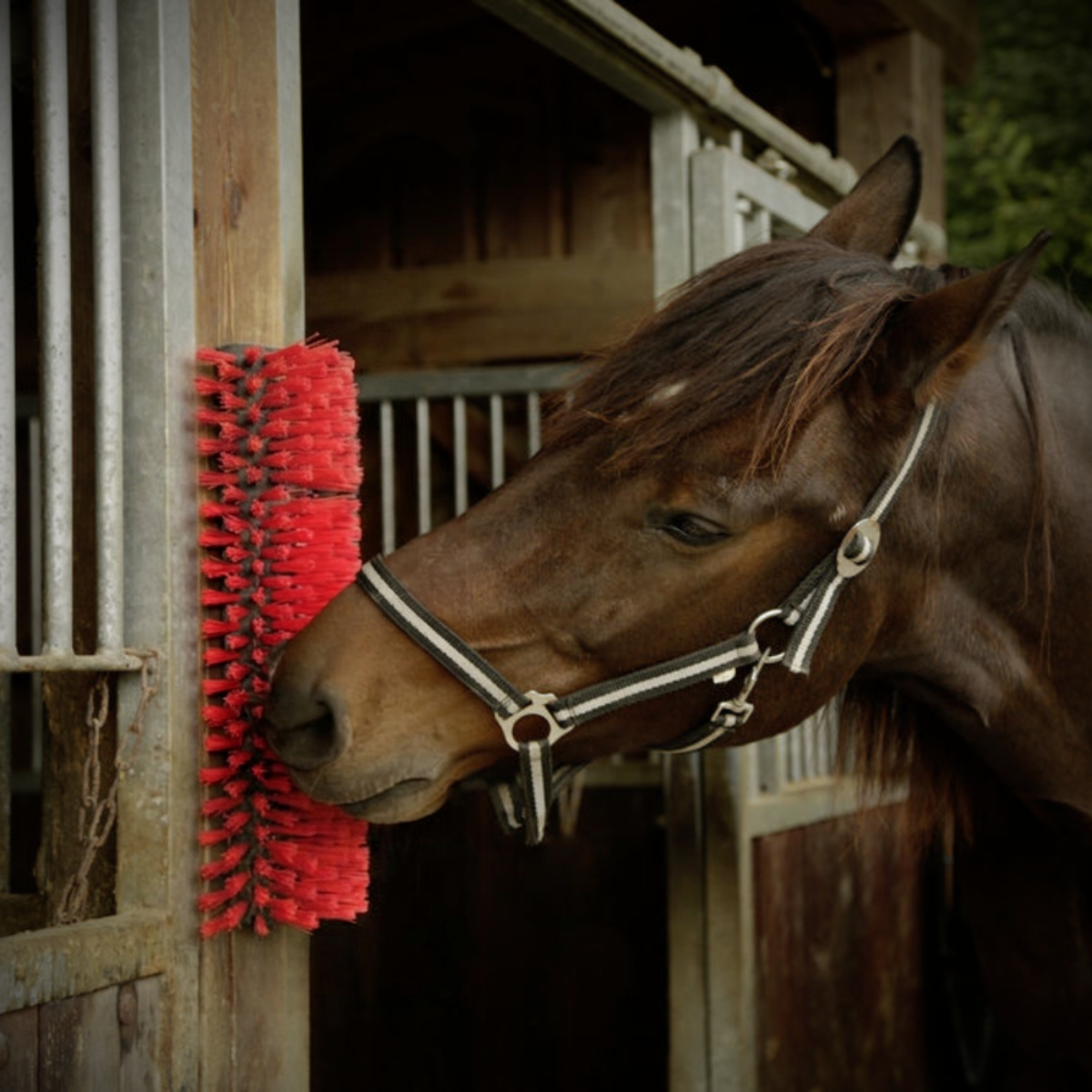 Scratching Brush Horse Cow Sheep Livestock Animal Scratch Massage 45x19x10cm Durable Polyamide Bristles
