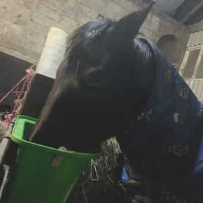 12L Tournament Feeding Manger Hanging Feed Bucket Equine Horse Stable Trough with Carry Handle and Mounting Bracket