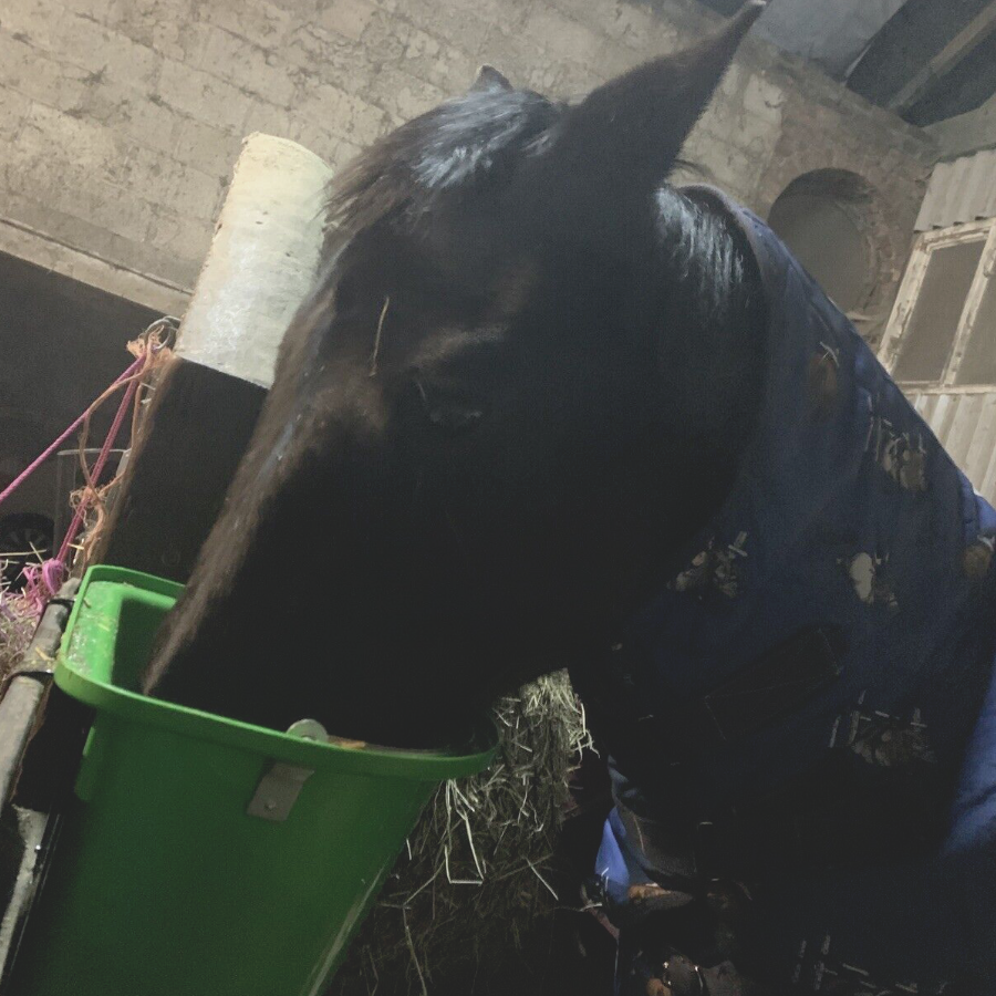 12L Tournament Feeding Manger Hanging Feed Bucket Equine Horse Stable Trough with Carry Handle and Mounting Bracket