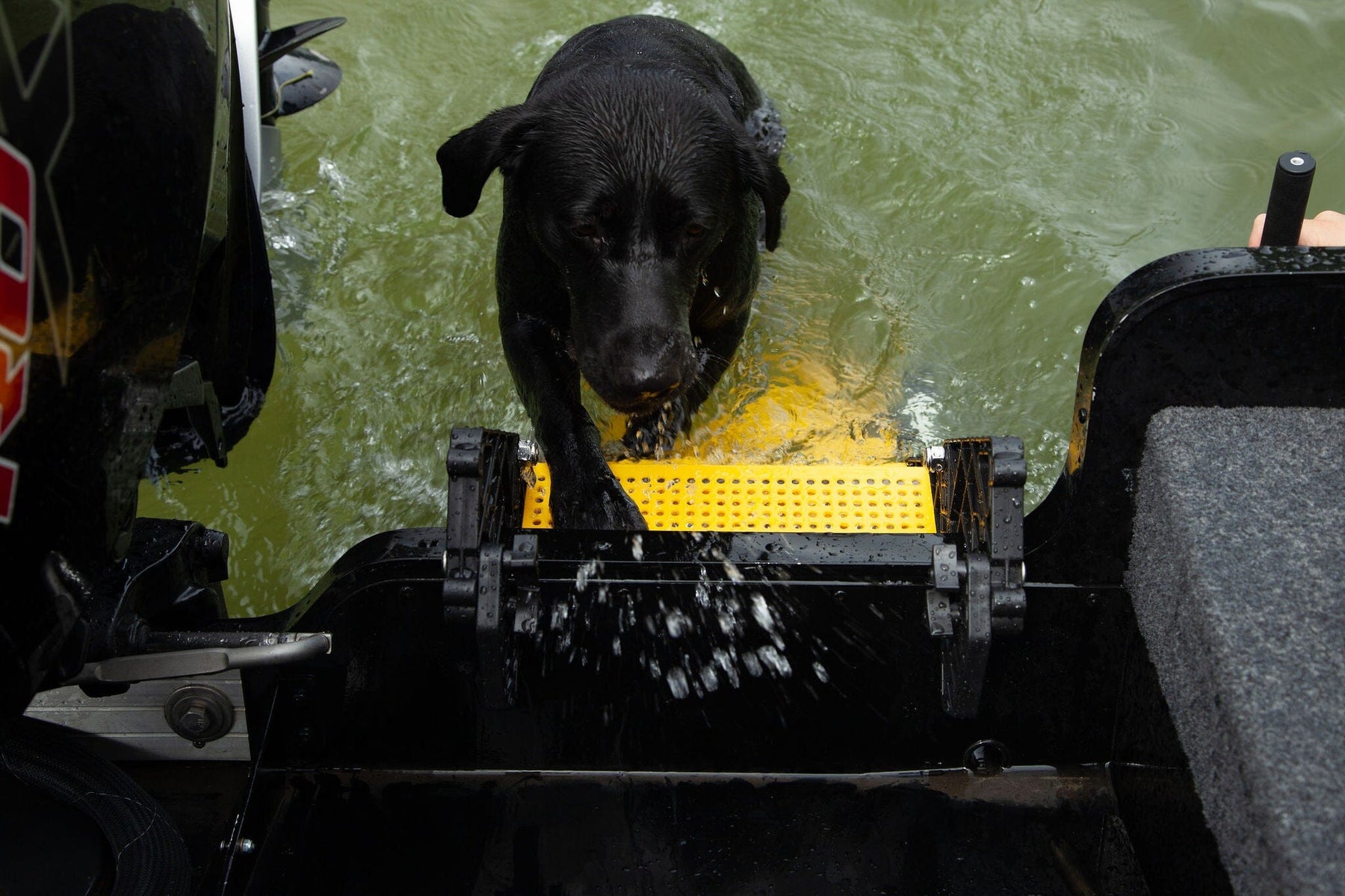 Hunting Boat Dog Ladder